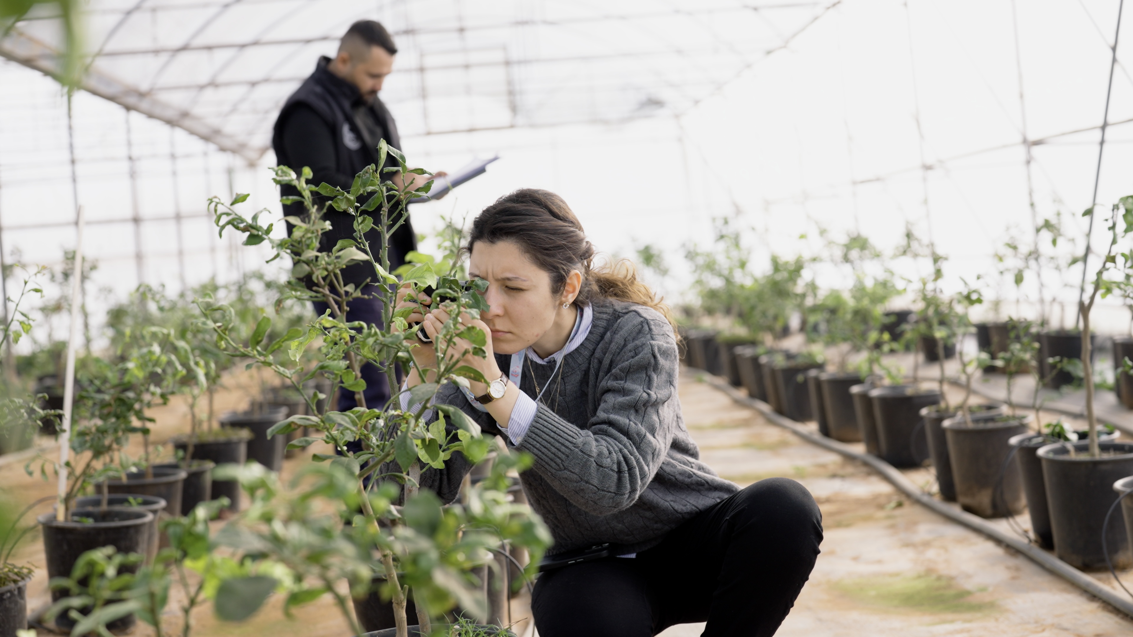 Asya turunçgil psillidine karşı biyolojik mücadele sürüyor