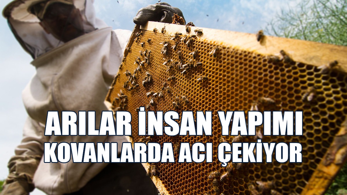 Arılar İnsan Yapımı Kovanlarda Acı Çekiyor