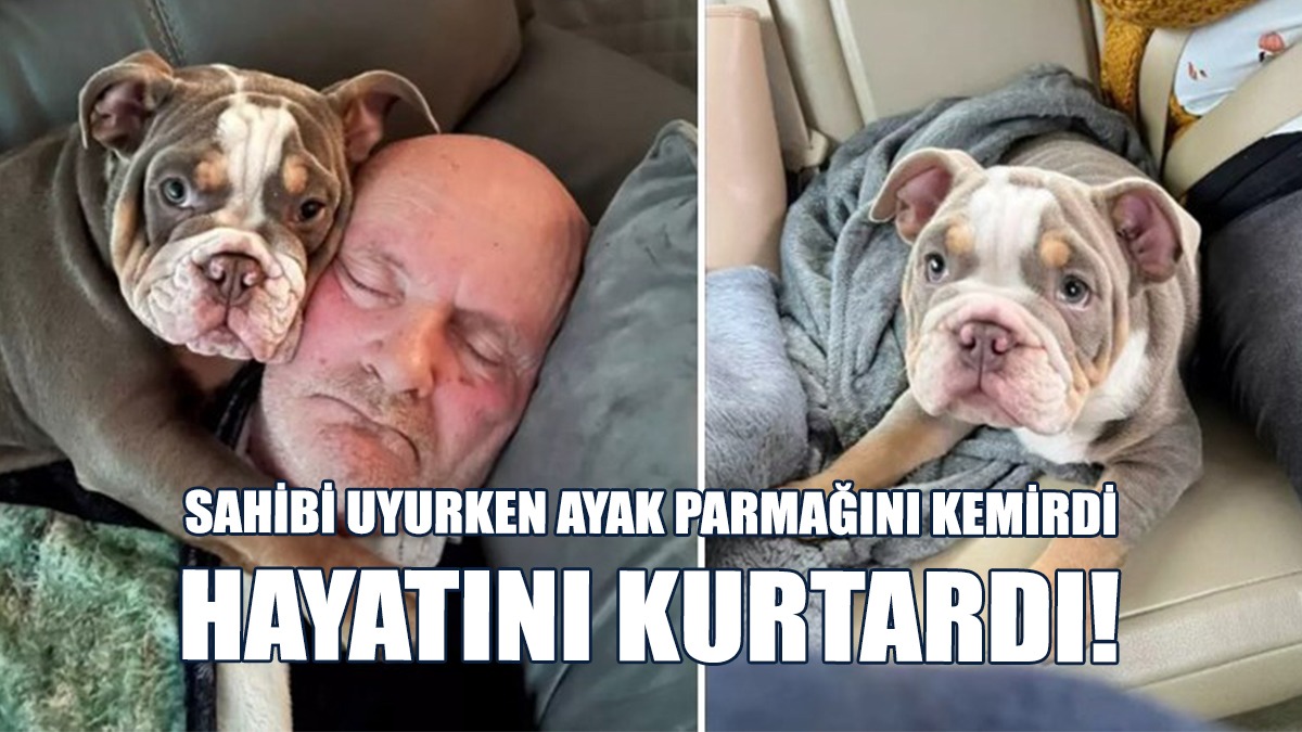 Sahibi Uyurken Ayak Parmağını Kemirdi, Hayatını Kurtardı!