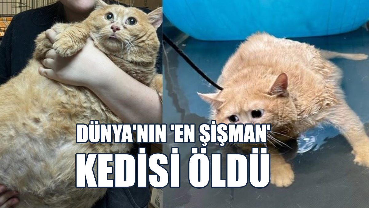 Dünya'nın 'En Şişman' Kedisi Öldü