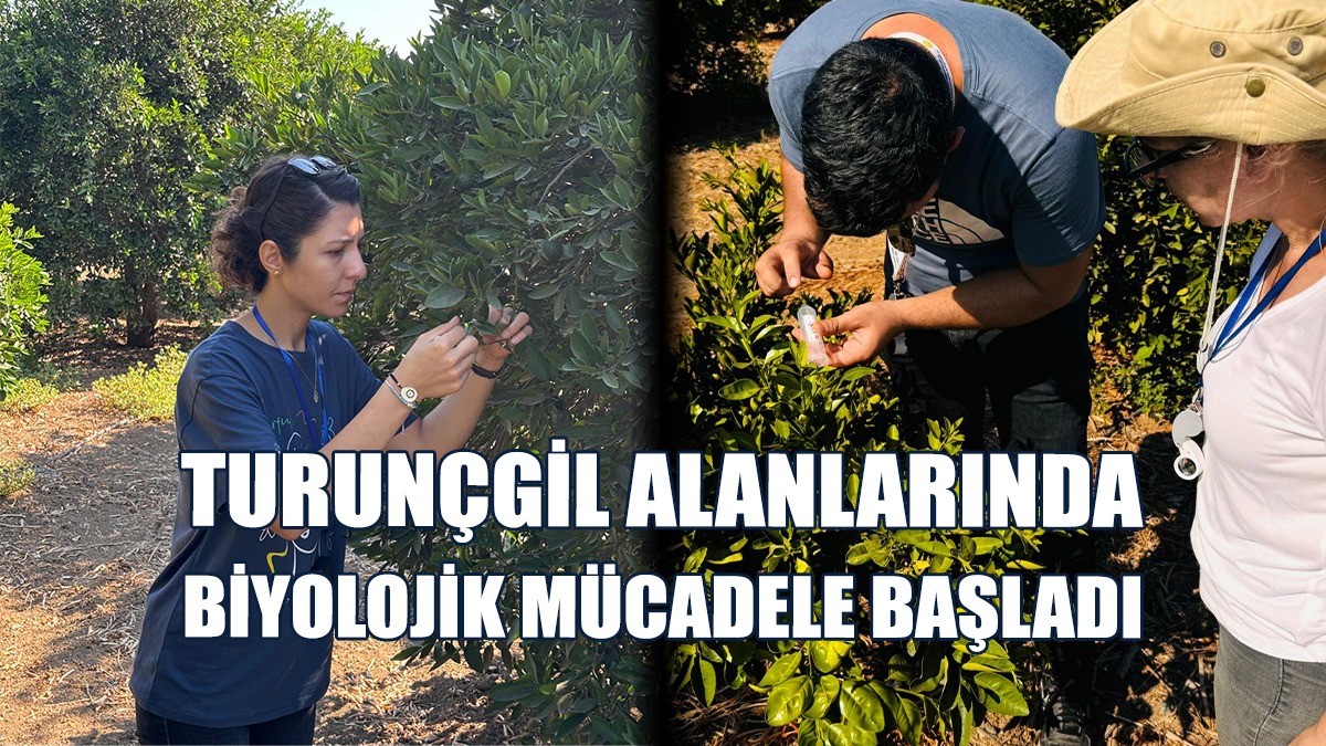 Güzelyurt'ta Biyolojik Mücadele