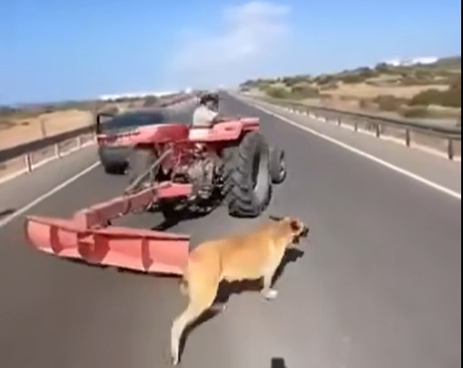 Köpeği traktöre bağlayarak sürükleyen sürücüye para cezası!