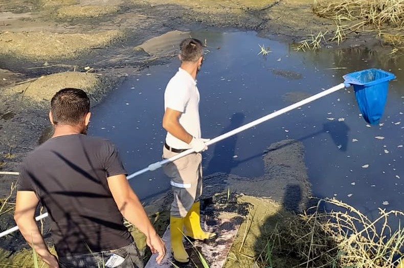 Batı Nil virüsüne karşı sınır bölgelerinde önlemler artırıldı