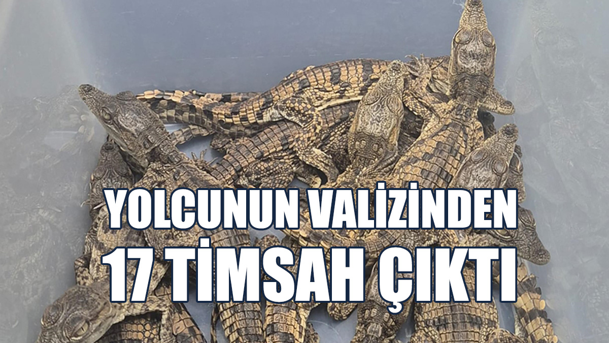 Sabiha Gökçen Havalimanı’nda Yolcunun Valizinden 17 Timsah Çıktı