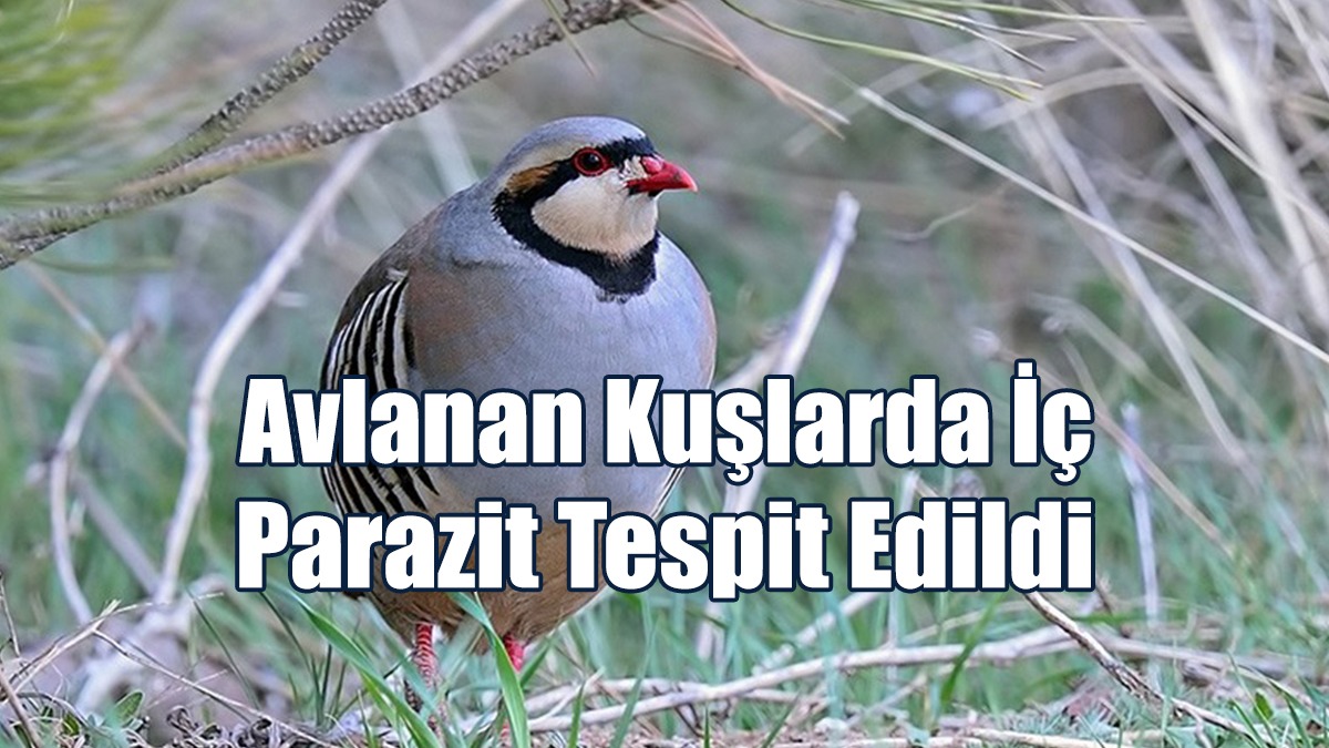 Avcılık Federasyonu'ndan Avlanan Kuşlardaki İç Parazitlerle İlgili Önemli Açıklama