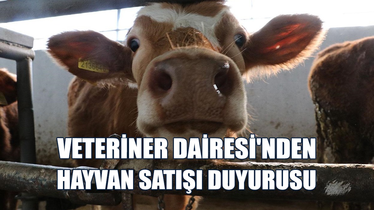 1 Adet 12 Aylık Dişi Melez Büyükbaş Hayvan Satışı Yapılacak