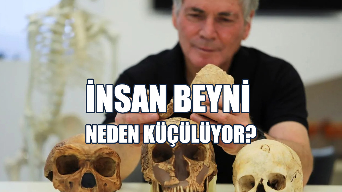 İnsan Beyni Neden Küçülüyor?