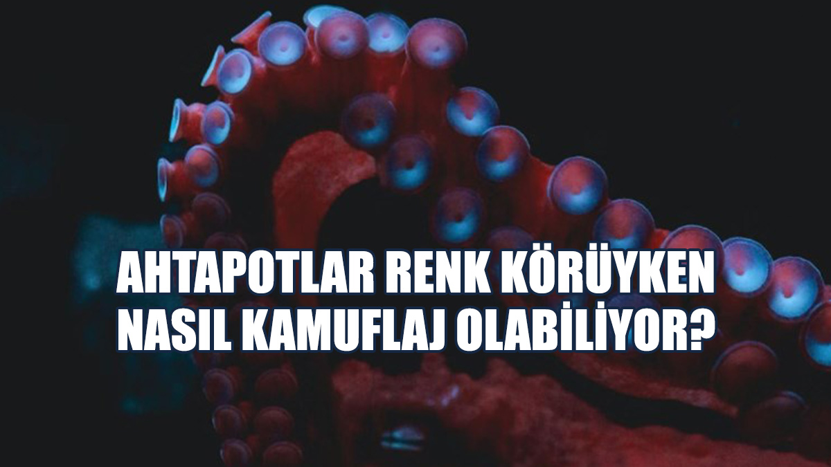 Ahtapotlar Renk Körüyken Nasıl Kamuflaj Olabiliyor?