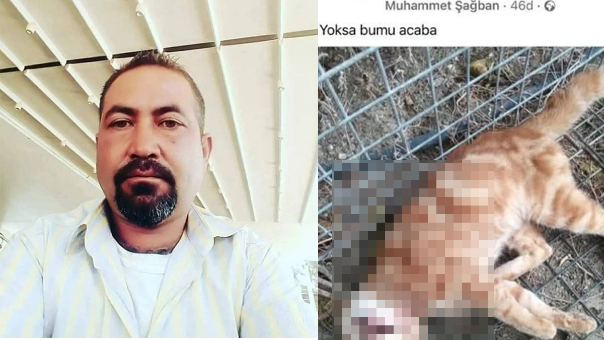 Kedi katiline 1 ay hapis cezası!