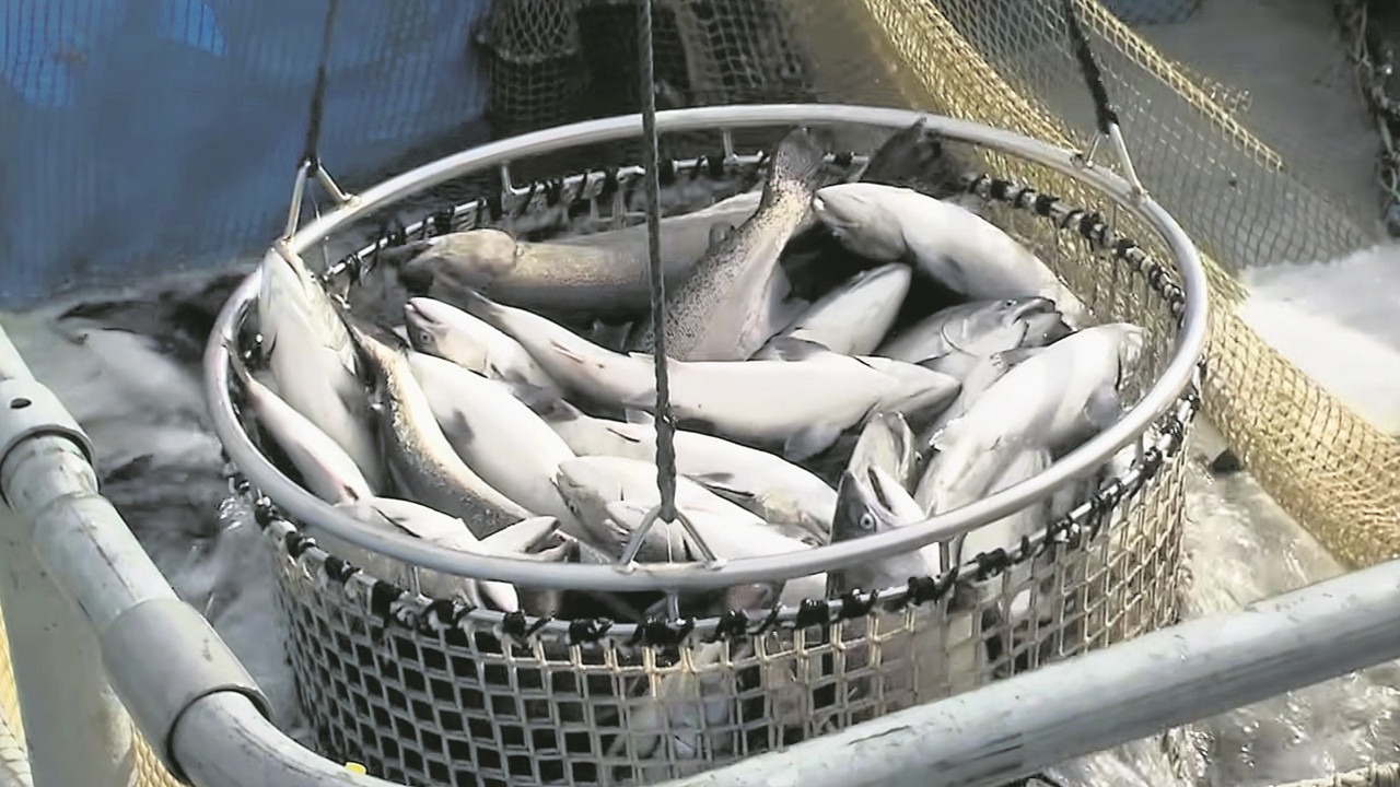 Çiftlik balıkları fırtınada denize kaçtı