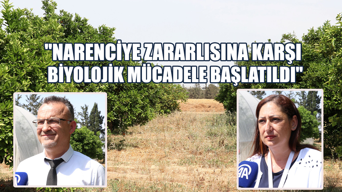 “En Çok Limon Ağaçlarına Zarar Veriyor”