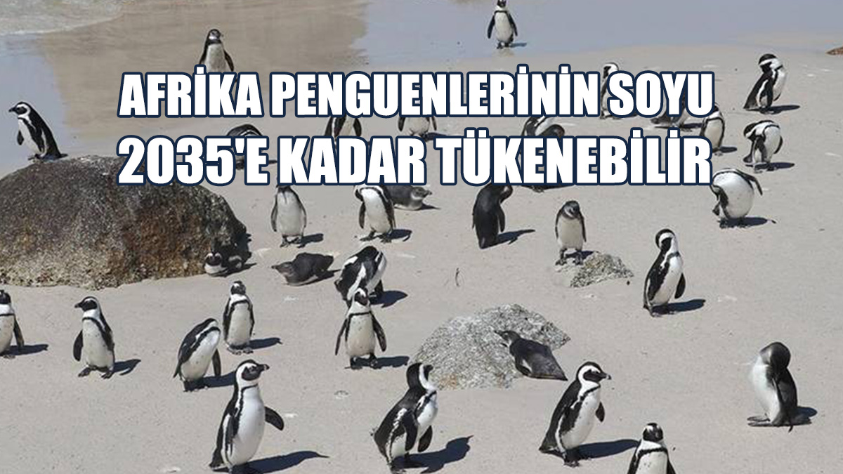 Penguen Neslinin Gelecek 10 Yıl İçerisinde Yok Olacağı Öngörülüyor