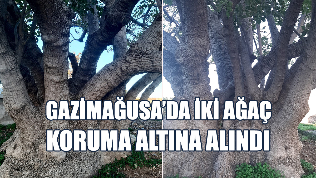 Ağaçlar "Anıt Ağaç" Olarak Listelendi