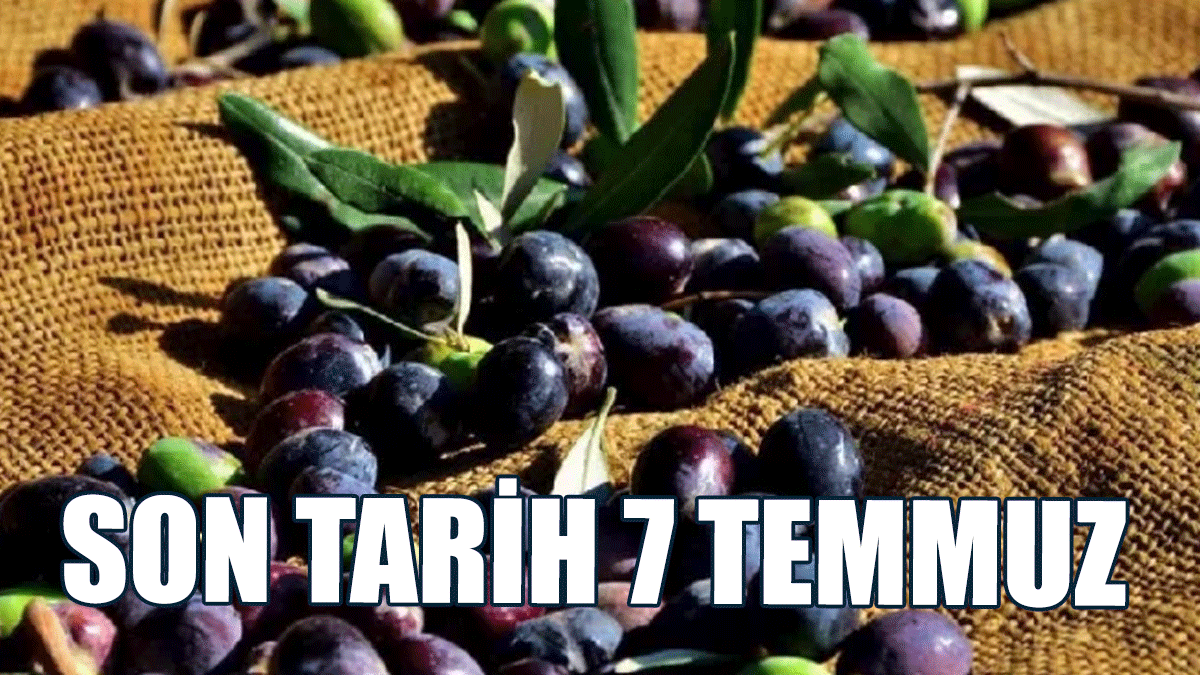Zeytin İşletmelerinin Kayıt Ve Onay İşlemleri İçin Son Tarih 7 Temmuz