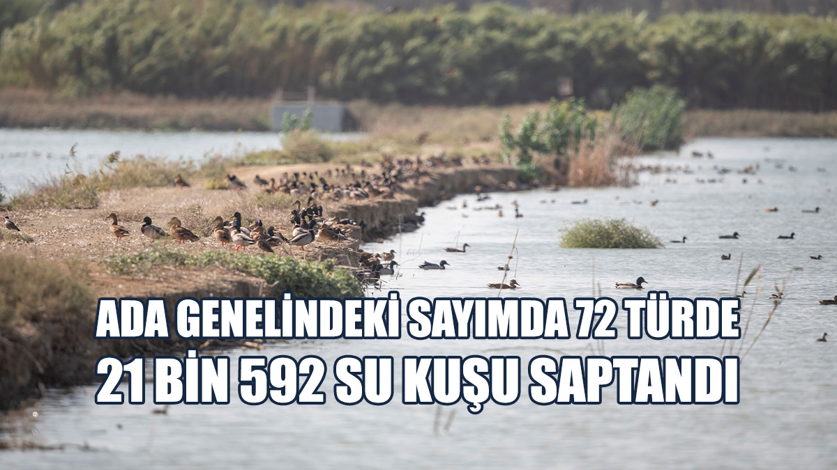 Flamingolar Azalıyor