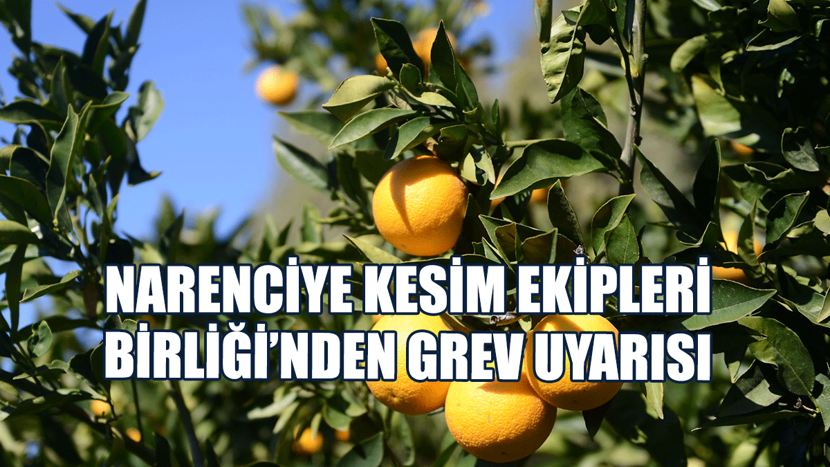 Narenciye Kesim Ekipleri Birliği’nden Grev Uyarısı