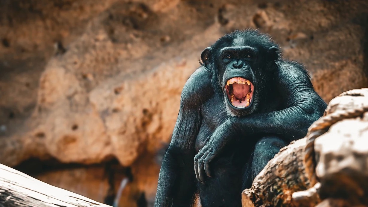 Uganda'da şempanzeler arasında “iç savaş”: 17’si yavru 24 şempanze öldü