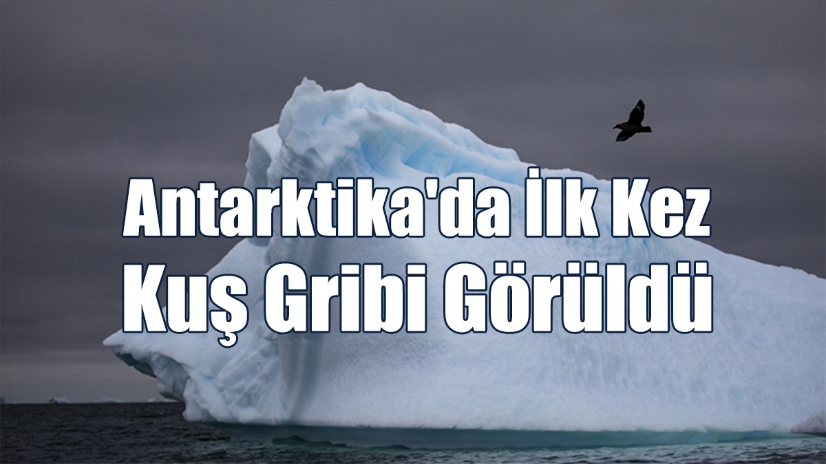 Antarktika'da İlk Kez Kuş Gribi Görüldü