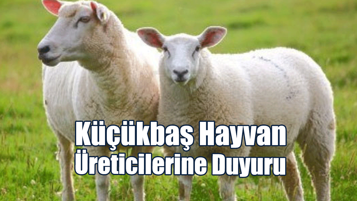 Veteriner Dairesi Müdürlüğünden Küçükbaş Hayvan Üreticilerine Duyuru