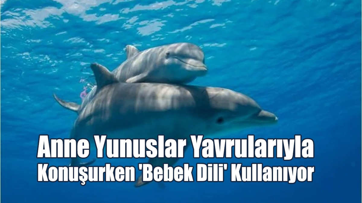 Araştırma: Anne Yunuslar Yavrularıyla Konuşurken 'Bebek Dili' Kullanıyor