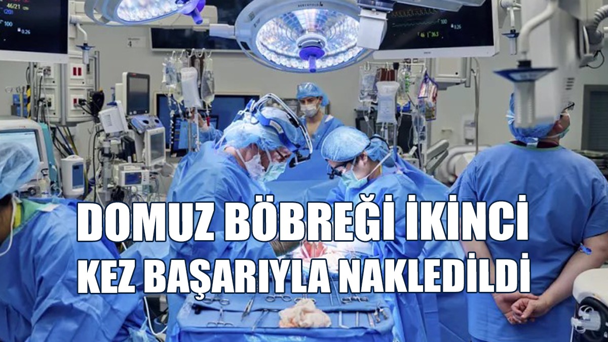 Genetiği Değiştirilmiş Domuz Böbreği İkinci Kez Başarıyla Nakledildi
