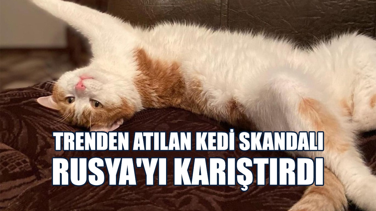 Kedinin Cansız Bedenine Ulaşıldı