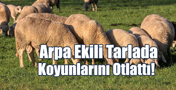 Koyunlarını Başkasının Tarlasında Otlatan Adam Tutuklandı