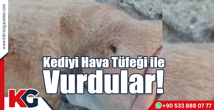Kediyi Hava Tüfeği ile Vurdular!