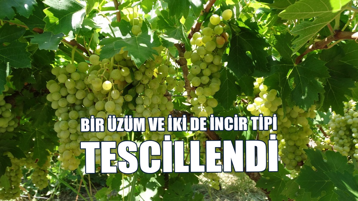 Bir Üzüm Ve İki De İncir Tipi Tescillendi