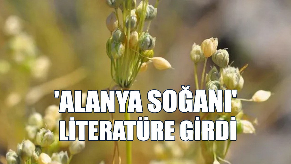 'Alanya Soğanı' Literatüre Girdi