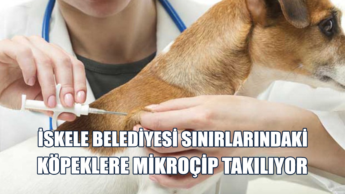 Köylerde Mikroçip Takılması İşlemlerinin Tarihleri Açıklandı
