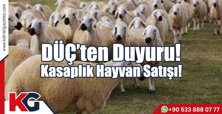 DÜÇ’ten Duyuru! Kasaplık Hayvan Satışı!