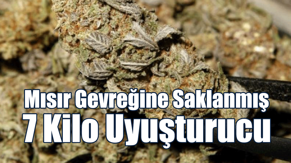 Mısır Gevreğine Saklanmış 7 Kilo Hintkeneviri Ele Geçirildi