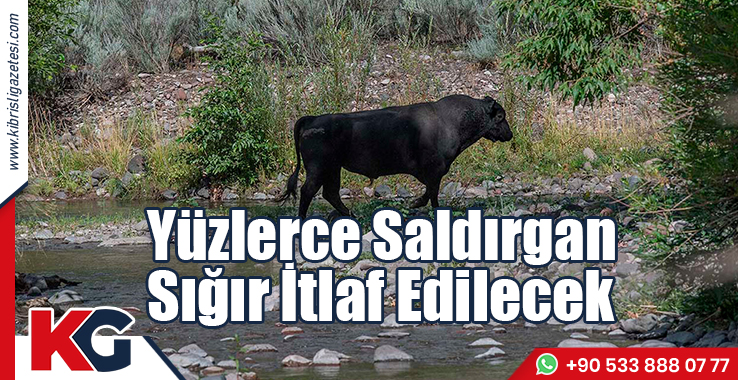 ABD’de Yüzlerce Saldırgan Sığır İtlaf Edilecek