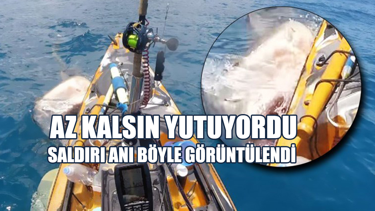 Köpekbalığı Saldırısı Böyle Görüntülendi!