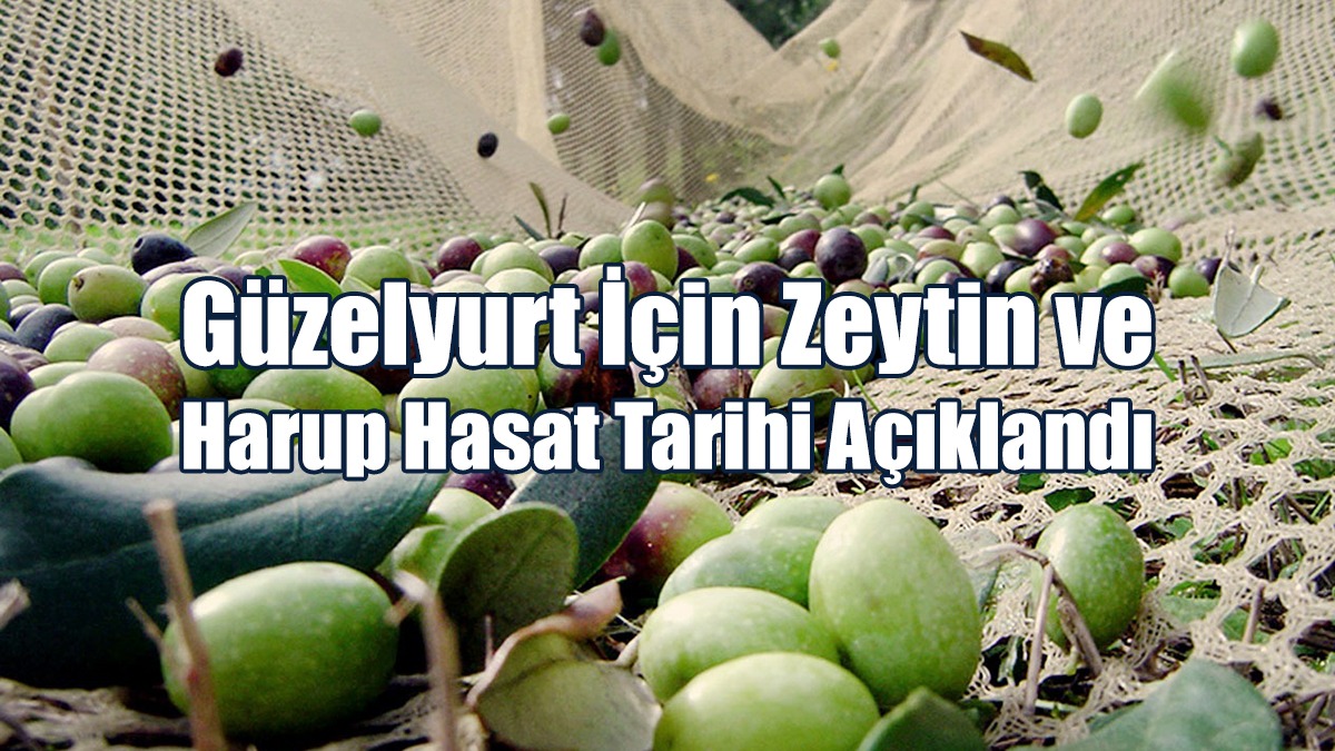 Güzelyurt İçin Zeytin ve Harup Hasat Tarihi Açıklandı