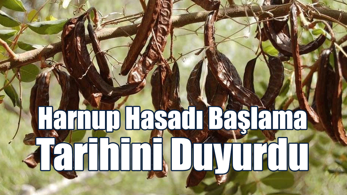 Lefkoşa Kaymakamlığı, Harnup Hasadı Başlama Tarihini Duyurdu