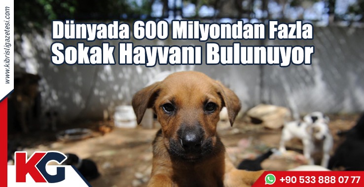 Dünyada 600 Milyondan Fazla Sokak Hayvanı Bulunuyor