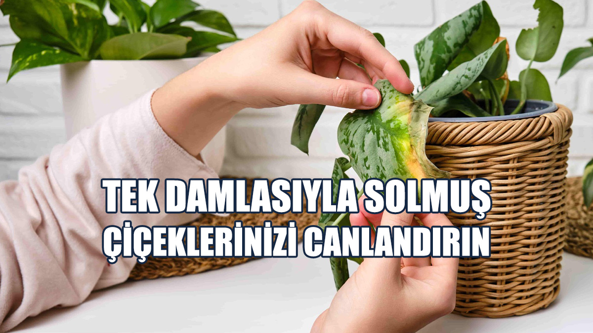 Bitkilere Çiçek Açtıran 5 Doğal Kür
