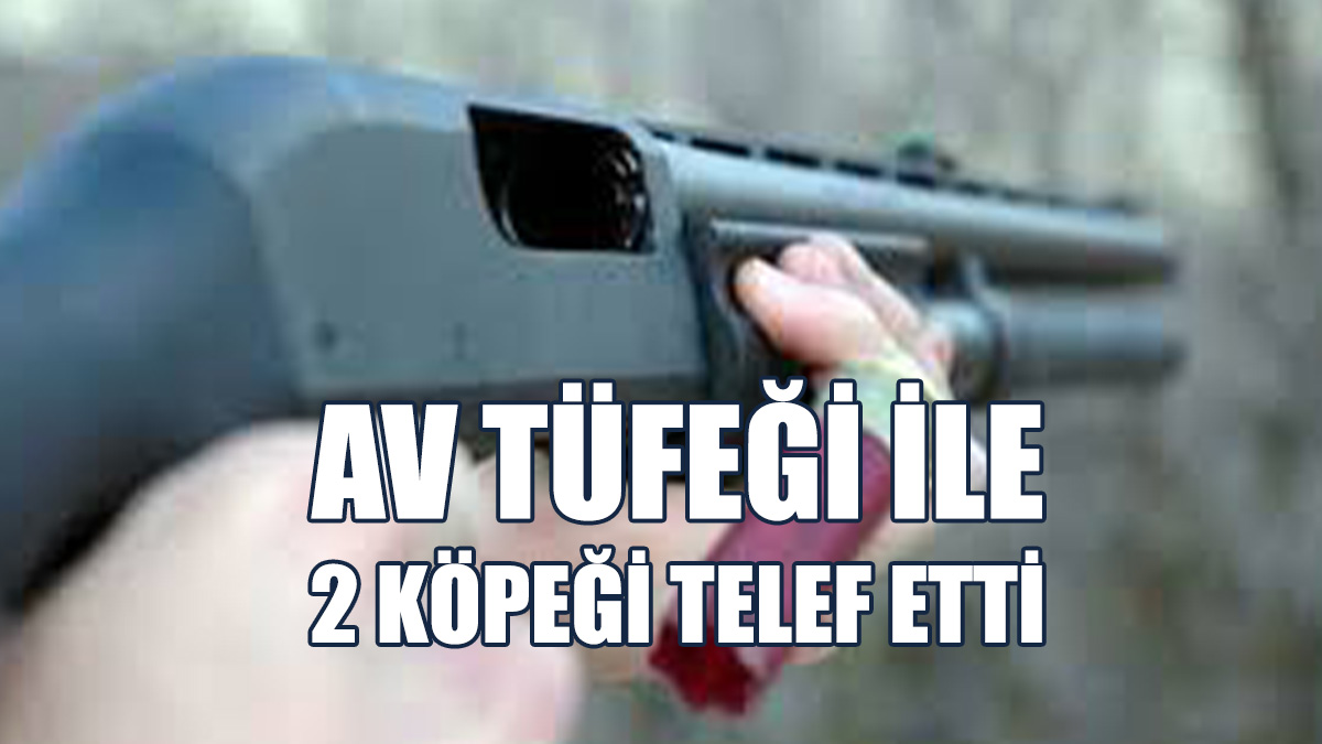 Av Tüfeği İle Başıboş İki Av Köpeği Üzerine Ateş Açtı