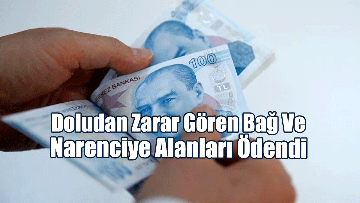 Doludan Zarar Gören Bağ Ve Narenciye Alanları Ödendi