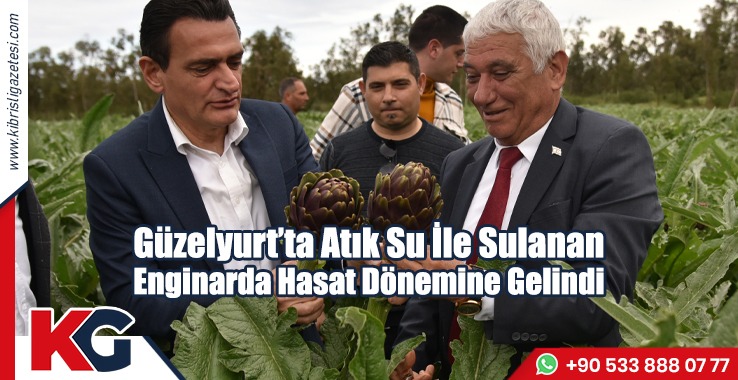 Güzelyurt’ta Atık Su İle Sulanan Enginarda Hasat Dönemine Gelindi