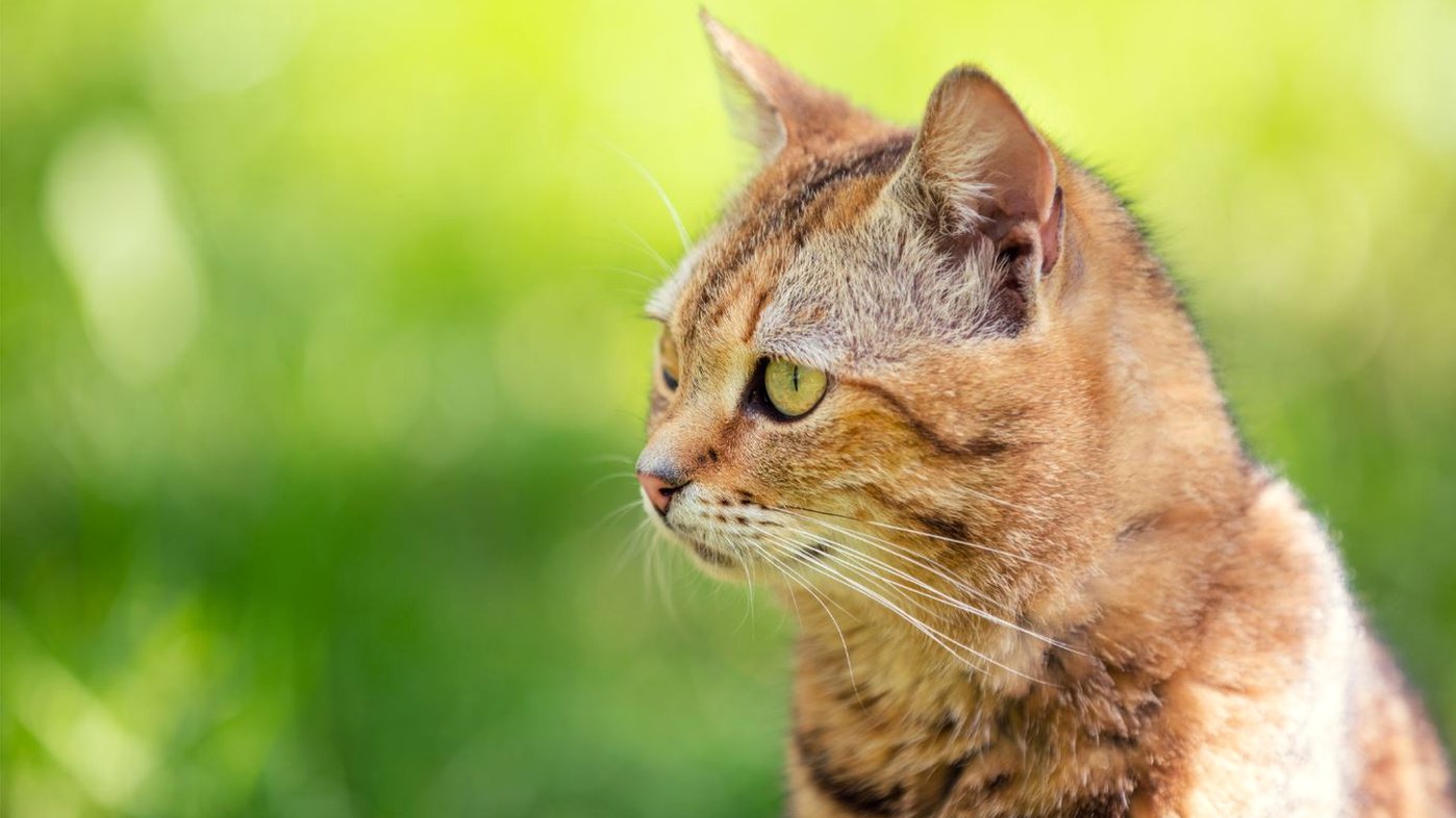 Yeni Zelanda 2050’ye kadar yabani kedileri öldürecek