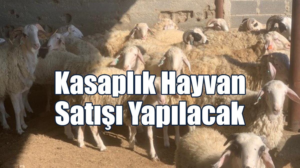 Kasaplık Hayvan Satışı Yapılacak