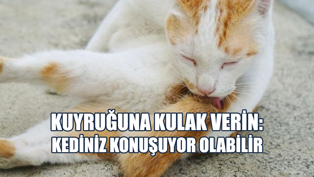 Kedinizin Kuyruk Hareketleri Ne Anlama Geliyor?