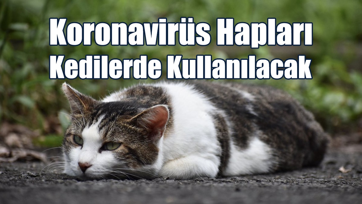 Güney’de Koronavirüs Hapları Kedilerde Kullanılacak