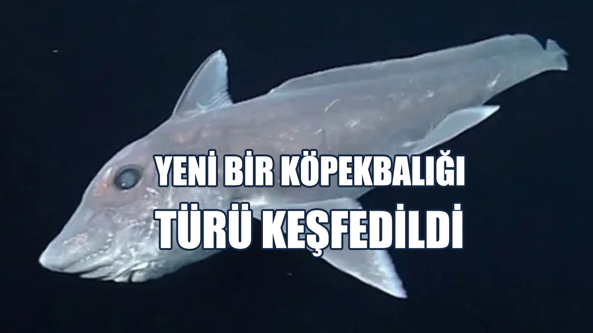 Yeni Bir Köpekbalığı Türü Keşfedildi