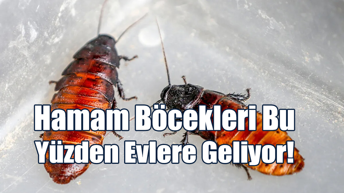 Hamam Böcekleri Bu Yüzden Evlere Geliyor!