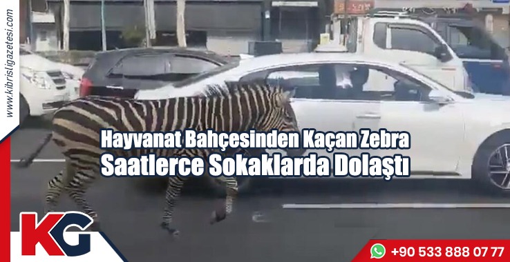 Hayvanat Bahçesinden Kaçan Zebra Saatlerce Sokaklarda Dolaştı