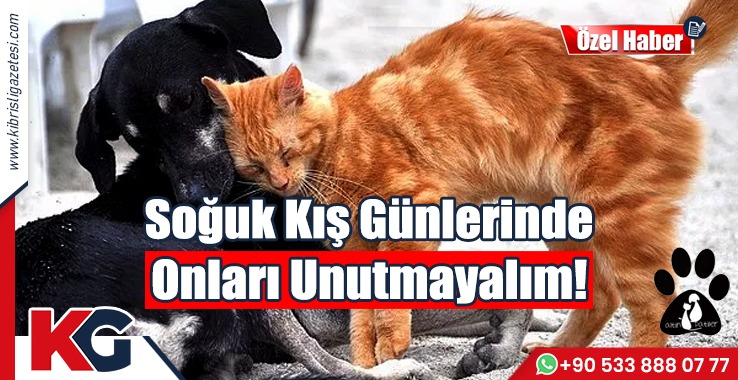 Soğuk Kış Günlerinde Onları Unutmayalım!